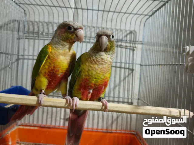 جوز جرين شيك اناناس مفحوصات شغالات