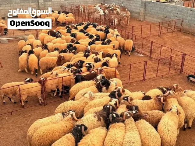 اضاحي عيد ثلوتي للبيع العدد