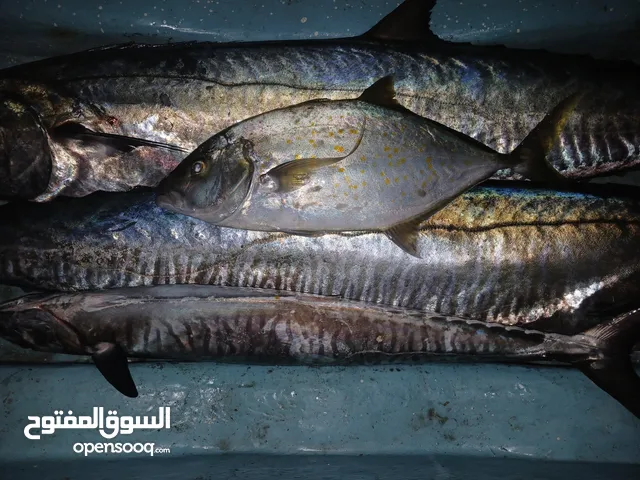 ليخ للبيع 24