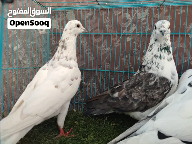 حمام بكستاني مستورد من بكستان