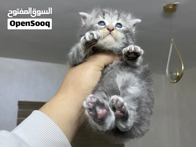 قطه شانشيلا للبيع بسعر مغري جدًا