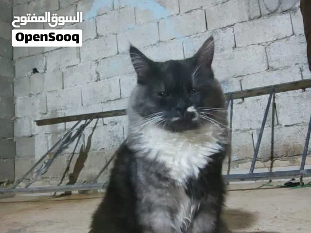 قطوسه سيامي وخده ططعيمه