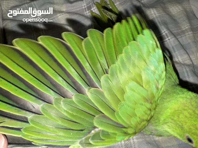 بغبغا دره اليف جدا ما يعض يعرف الابره صغير ياكل سرلاك يتعلق فيك بسرعه مرات يرقص وا تقدر تقلبه ع ضهره