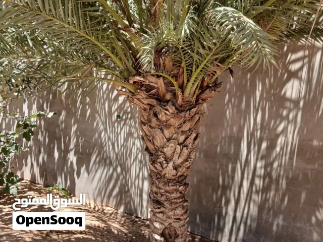 أشجار النخيل الممتازة للبيع