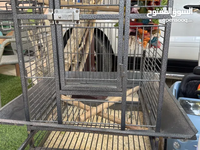 Large indoor /outdoor parrot cage with play top and standard out of sturdy metal.