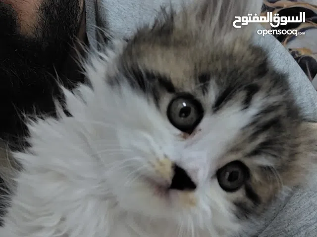 hi this is Rag doll we are selling in very good condition very good healthy