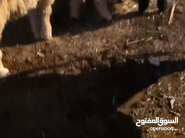 سلام عليكم طلين كلش سمان وحلوات وزن عندي 16 وفوك