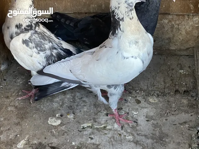 سلام واعليكم حمام لوت للبيع