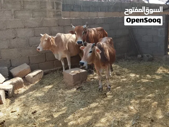 مجموعة أبقار محليات