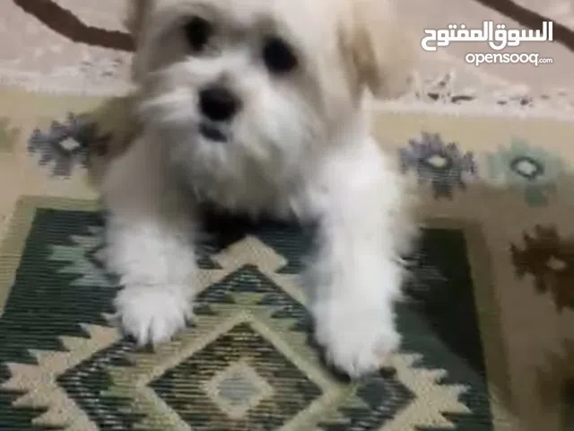 كلبه انثى عمر شهرين