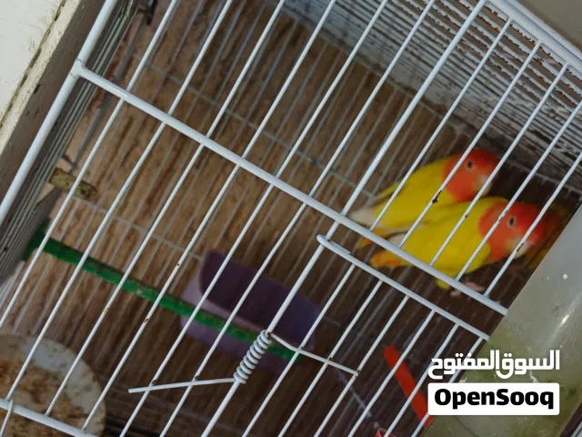 السلام عليكم اقرأ الوصف