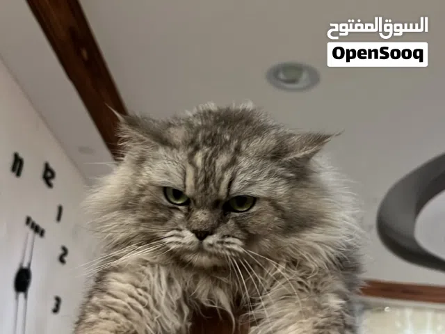 قط جميل جدا