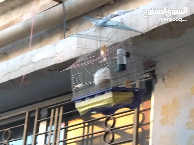 فحل كنار للبيع