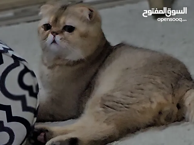 ذكر سكوتش قولد مستوى