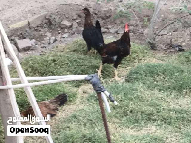 دجاج كويتي للبيع مع ديك برانگلز