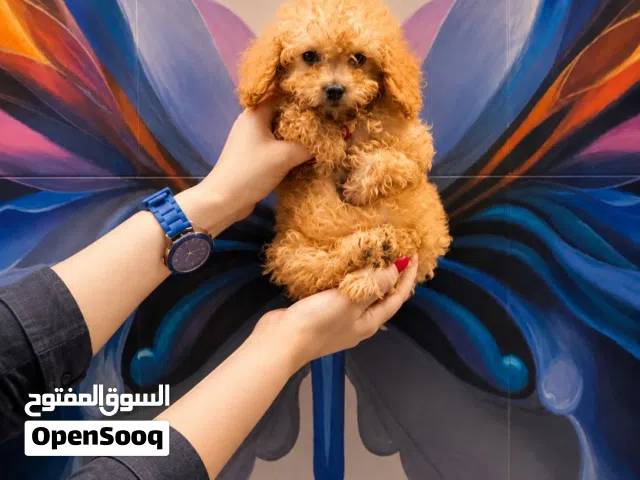 Dog poodle puppy
