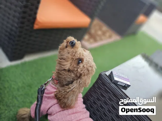 toy poodle