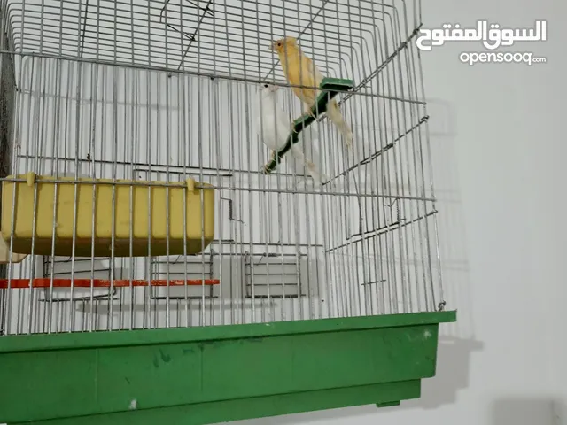 6 جواز كنار للبيع شغالات مكفولات في 3 جواز تحتهن فراخ