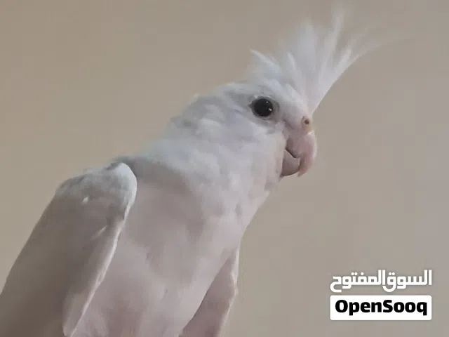 ببغاء كوكتيل البينو