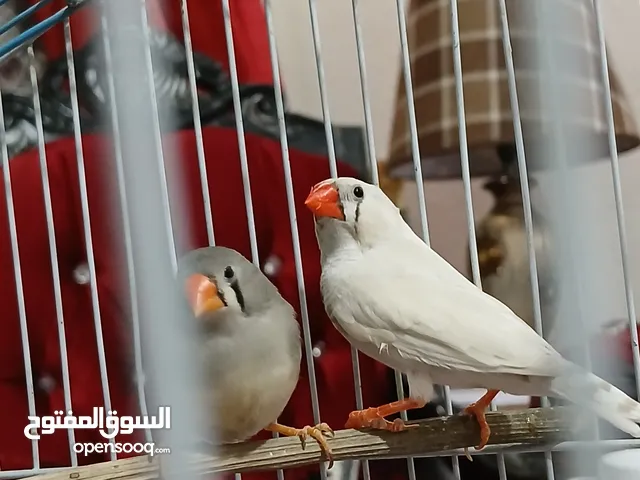 متاح جوز جنه شغالات ٪100
