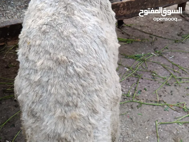 افضل سعر وافضل جوده في مصر