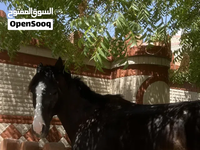 للبيع حصان فحل عربي اصيل