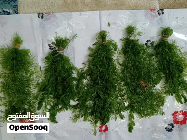 للبيع نباتات أكواريم طبيعية وصحية في تلعفر