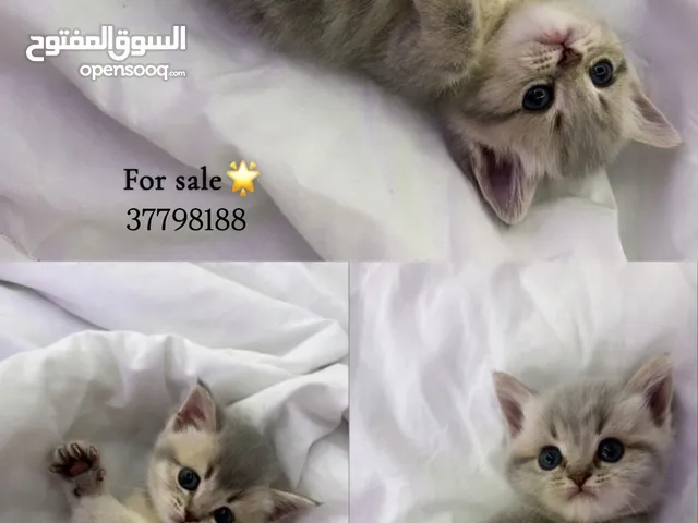 Kitten for sale