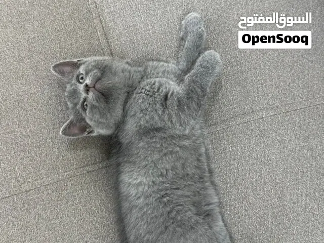 ذكر سكوتش فولد