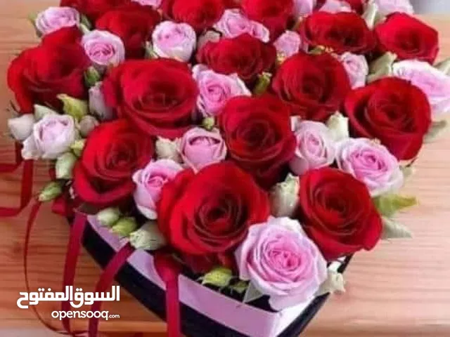 بدي صيصان لآحم بهدف التربيه في المنزل