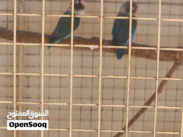 للبيع زوج فيشر منتج 100% مضمون