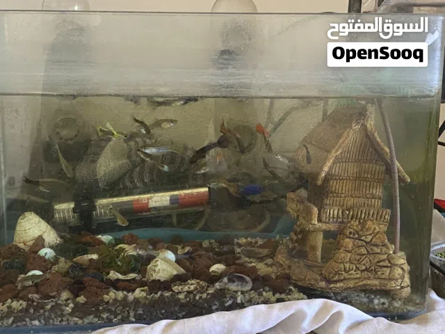 حوض سمك كامل