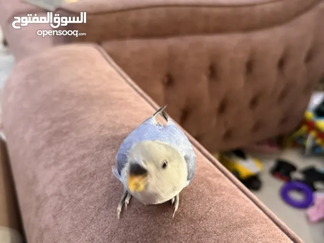 روز هدد مفطوم