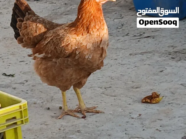 موجود خمس جاجات لوهمان براون عمرهم سنه كلهم بياضات معاهم ديكهم  وموجود ديك كوشن