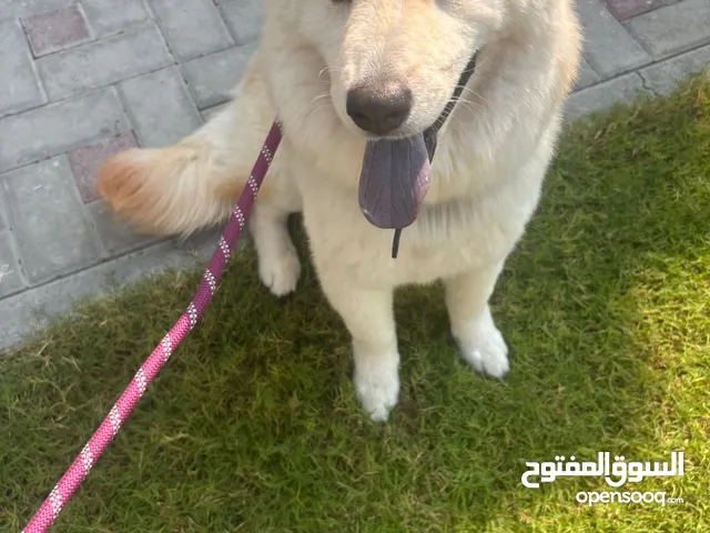 كلبة تشوسكي عمره 12 شهر قبل للتزوج