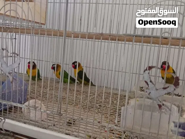 غندورة افريقي زوج للبيع