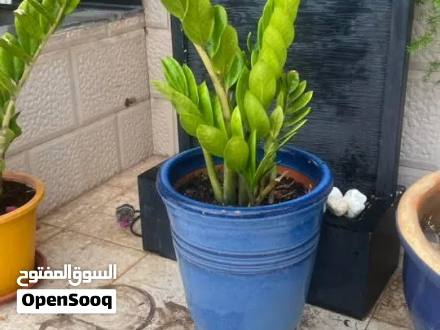 Beautiful various plants