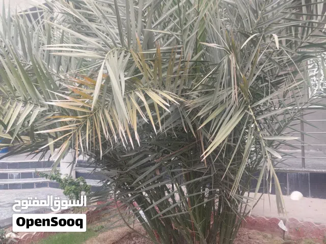 فسائل افراخ نخلة برحي مال ابو الخصيب