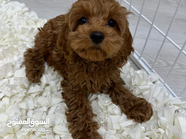 Toy Poodle