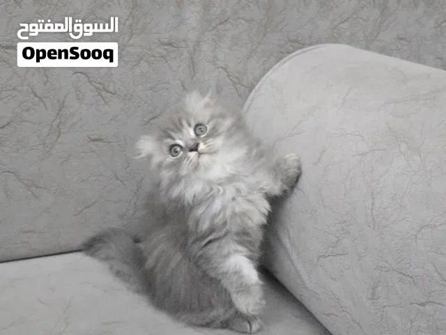 ذكر سكوتش فولد long hair scotish fold male long hair
