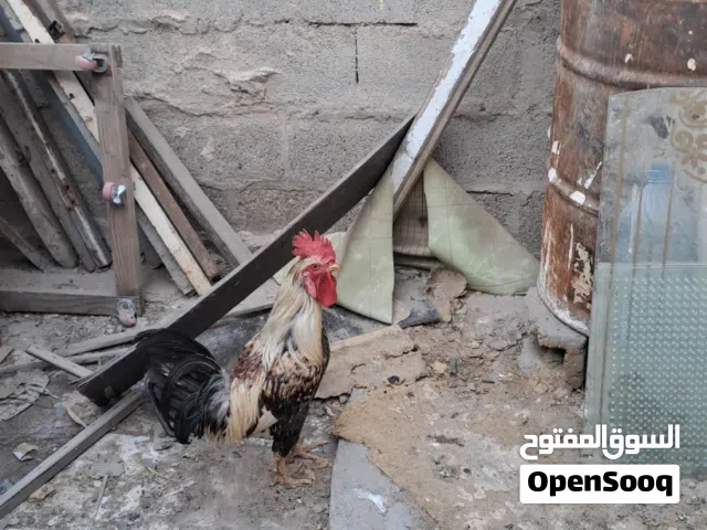 ديج ابوالتاج