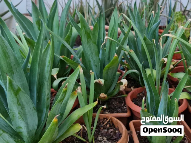 شتلات قطن -شب الليل- حناء - اجاف - بتونيا مكسيكية مزهرة وشتلات ازهار- صبار ألوفيرا - مسك الروم