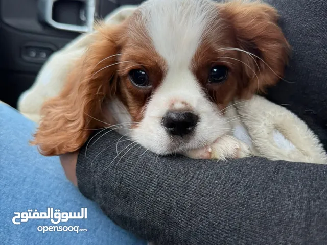 Cavalier king charles spanil