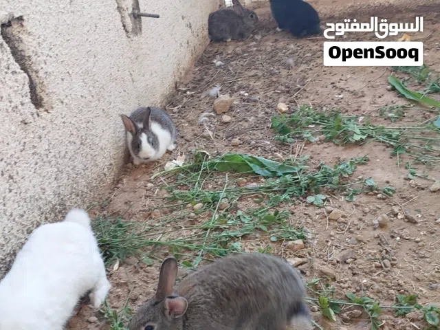 عرض لمده يومين اربع ارانب12ريال