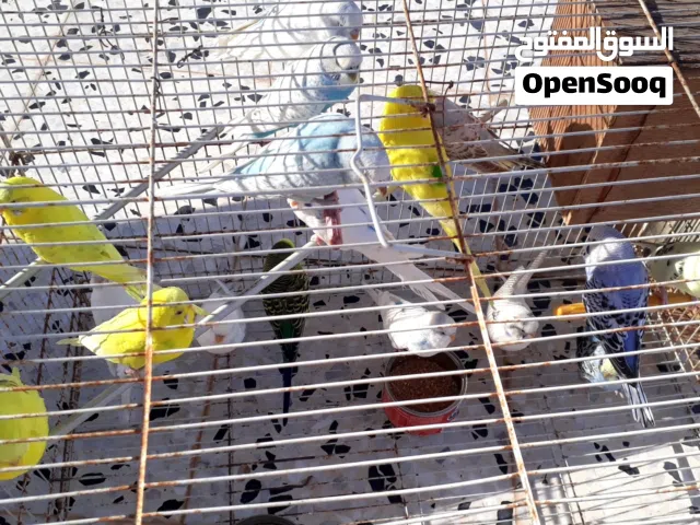 17 طير بيع جمله فيهن 4 اناتي والباقي دكوره كان و تبديل عادي