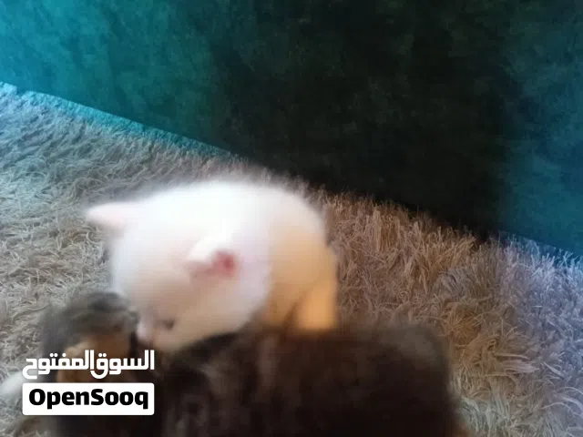 قطط انغورا