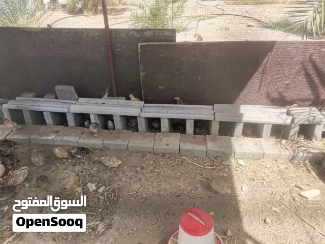 للبيع سمان