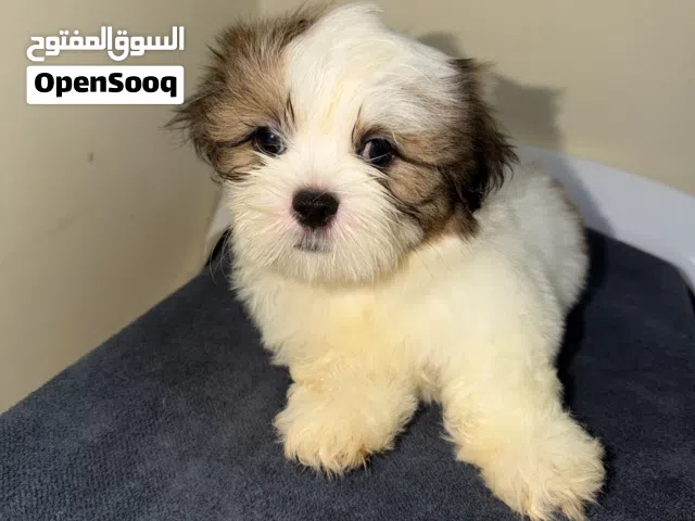 Shih  Tzu puppys