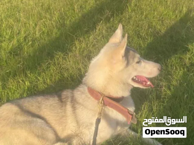 للبيع كلاب هايكي اناث مكان صلاله صحه جيده