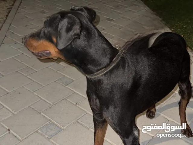 دوبر مان عمره 6شهور مطعم أو منظف ما عنده جواز